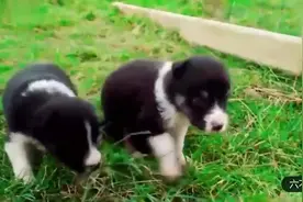 牧羊犬为什么会放羊？是天生还是……视频告诉你一切！