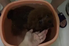 泰迪太渴了？猪猪洗澡狂喝洗澡水,根本停不下来图片