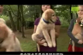 对于人见人爱的金毛猎犬你了解吗？看完这个视频就够了图片