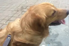 主人带金毛去医院打针，狗狗看见美女经过，立马忽视主人图片