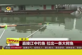 重庆 嘉陵江中钓鱼 拉出一条大鳄鱼视频封面