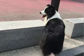 任性大边牧，一出去玩就把主人给忘了，可把铲屎官担心死了图片