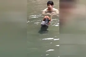 为克制狗狗怕水的毛病，主人亲自教狗狗游泳，教学非常成功图片