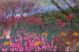 醉美《花舞人间》，歌很甜，花很美图片