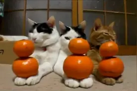 15分钟搞笑猫咪视频集锦，让你笑到面瘫~图片