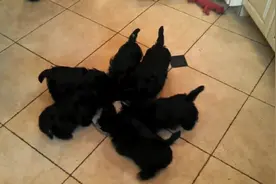 喂一窝小黑狗喝牛奶，它们神奇地组成了一个大风车阵型图片