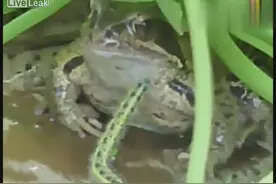 疯了~~动物也知道自杀！看看这条毛毛虫图片