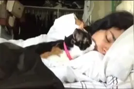 猫咪趁女主人睡觉时，亲吻抚摸她，太可爱了！