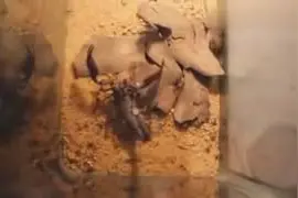 男子养的大宠物毒蝎，扔进去小老鼠后，俩大钳子直接钳死！图片