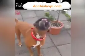 天下武功，唯快不破！图片