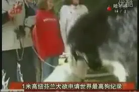 1米高纽芬兰犬欲申请世界最高纪录视频封面