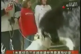 1米高纽芬兰犬欲申请世界最高纪录视频封面