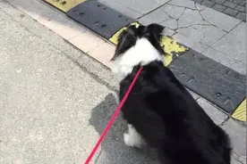 大边牧出门放风，急冲冲的往前跑，心疼跟在后面的女主人图片