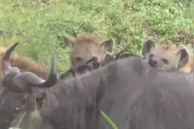 可怜的角马被鬣狗群生吞活剥！图片