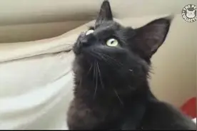 爱猫人士抓拍猫咪可爱视频，相信你家的也这么有意思图片