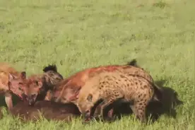 鬣狗活吃小水牛，残酷的自然法则！图片