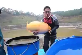 人工养殖的锦鲤，这么大的巨型锦鲤很少见！图片