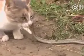 实拍！猫咪竟然活活吞下一条毒蛇！视频封面