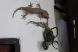 壁虎冒死营救被蛇缠住的同伴，这家是什么情况墙上竟有这些东西图片