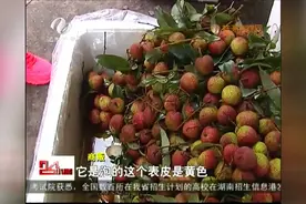 关注时令水果：荔枝为何泡在水里卖？图片