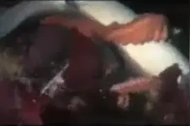 动物世界恐怖！章鱼吃鲨鱼全过程图片
