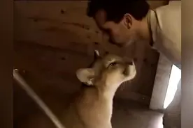 土豪家的宠物美洲狮，愣生生养成了大肥猫，太乖巧了！图片