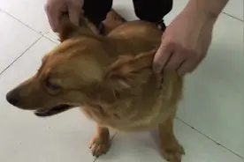 金毛也臭美，臭狗屎洗完澡，帅得没法见人！图片