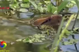 水草中发现一条大蟒蛇，男子徒手去抓捕图片