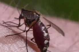 实拍蚊子吸血全过程，看的鸡皮疙瘩都起来了，最后贪婪而死！图片