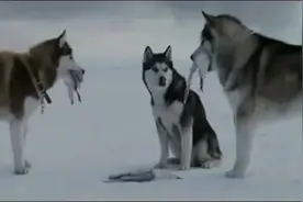 这群南极狗狗之间发生的感人故事，简直让人泪崩！图片