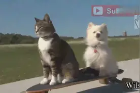 猫也会滑板，谁都挡不住图片