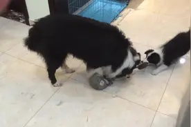 大狗与小狗争抢玩具，可怜的僵尸玩偶，立即被两只狗狗分了尸图片