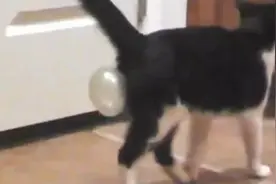 猫咪误食吞下泡泡糖，结果让事让主银都笑道停不下来！也是醉了！图片