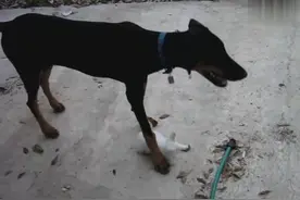 狗狗在玩小猫咪，被猫妈发现，只看见猫妈很霸气的走来，后果严重图片