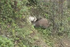 杜高犬阿烈冲向野猪和猪碰头的精彩瞬间，猛的可怕，一点都不畏惧视频封面