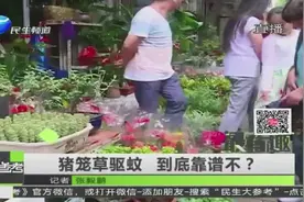 猪笼草驱蚊 到底靠谱不？