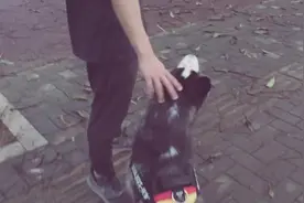 二哈见到主人吃雪糕 ,拼命卖萌讨吃的, 大家记得点赞哦图片