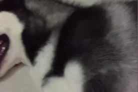 很有耐心的主人配上很听话的二哈， 场面真温馨图片