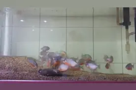 把一条鱼扔进食人鱼鱼缸中，实拍被食人鱼一点点撕裂！图片