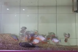 把一条鱼扔进食人鱼鱼缸中，实拍被食人鱼一点点撕裂！图片