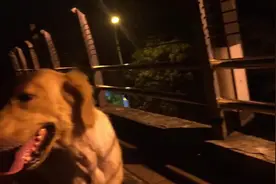 实拍金毛晚上散步，专注看着周围的广场舞，狗狗你也想去试试嘛图片
