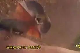 伞蜥误将摄影师当大树愤怒攀爬图片