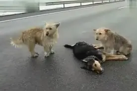 狗的女友葬送在高速公路上，路人几次去抹掉脸上眼泪图片