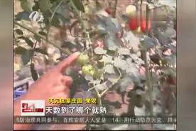 记者调查：部分蔬果使用催熟剂 对人体有害？图片