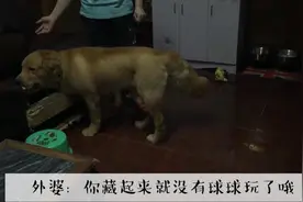 狗狗和外婆一起玩耍，狗狗表示，外婆和球球之间我要选哪一个呢图片
