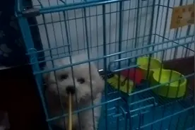 发烧刚好的小比熊又开始叫唤起来了，拿筷子逗它，分分钟入戏哇图片