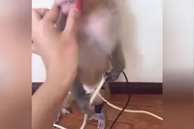 怎么老是喜欢到处咬东西呢