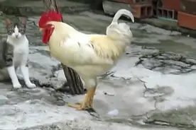 实拍猫咪和公鸡打架，激战之后猫咪果断逃走，太丢猫脸了！图片