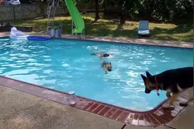 这德牧训练的太好了，狗狗下水救主，太给力了！图片