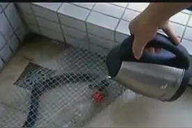 男子用开水烫眼镜蛇！果不其然蛇的生存能力让我们对它刮目相看！图片